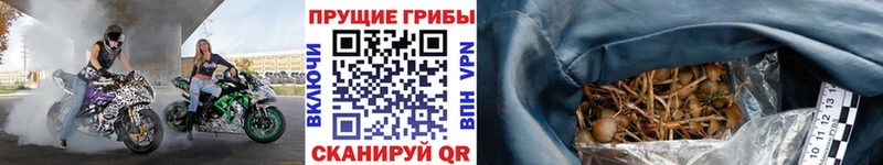 Галлюциногенные грибы Psilocybine cubensis  Правдинск 